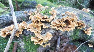 Strange fungus, uop by George's spring